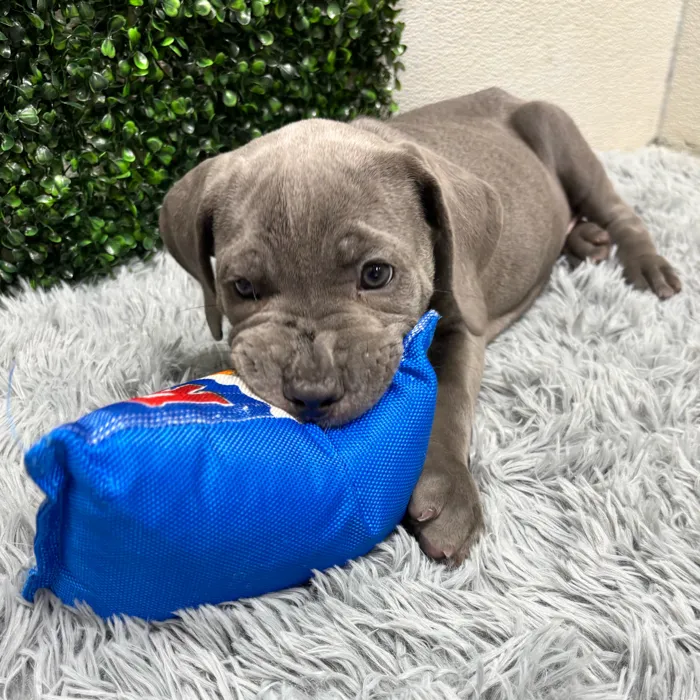 Female Cane Corso puppy named Vera for sale at Puppy Dreams - Wichita West.
