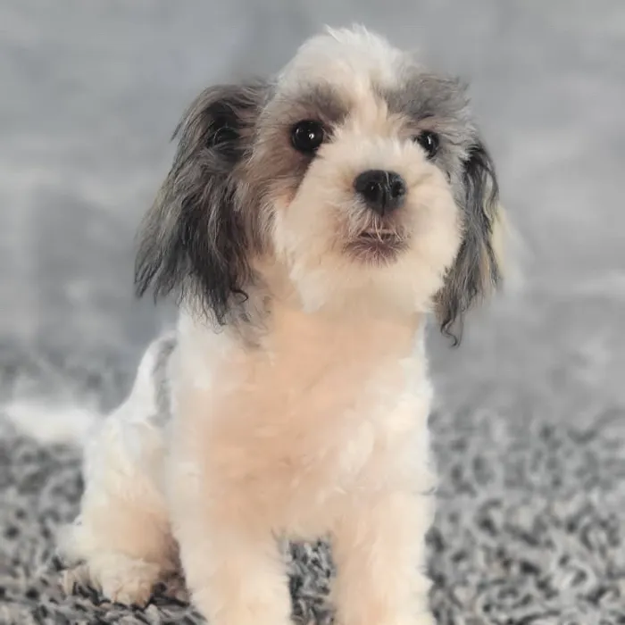 Male Teddy Bear puppy named Duke for sale at Puppy Dreams - Junction City.