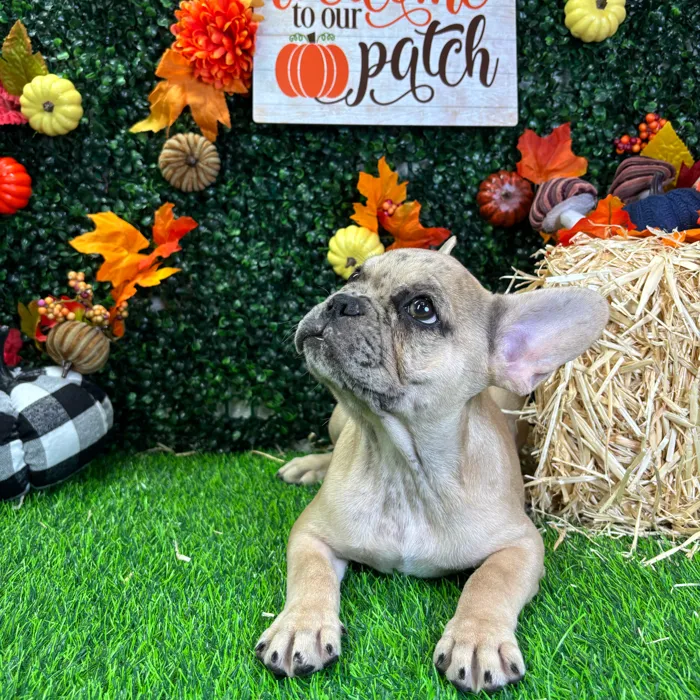 Male French Bulldog puppy named Loki for sale at Puppy Dreams - Wichita West.