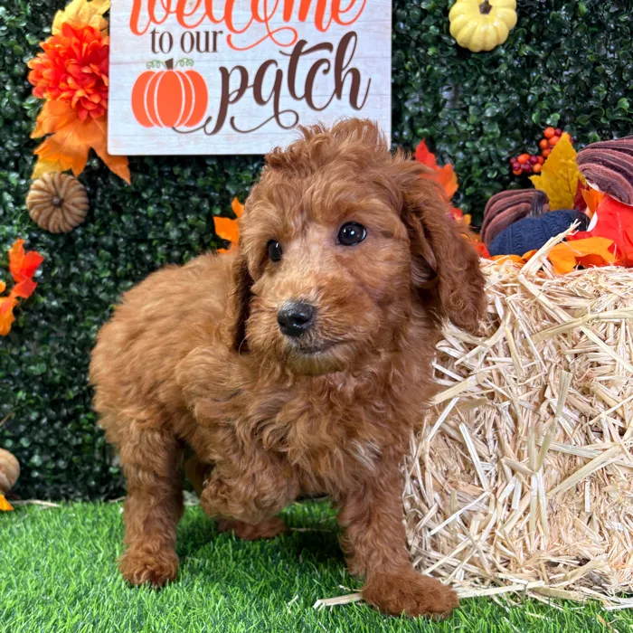 Female Mini Goldendoodle puppy named Rebel for sale at Puppy Dreams - Wichita West.