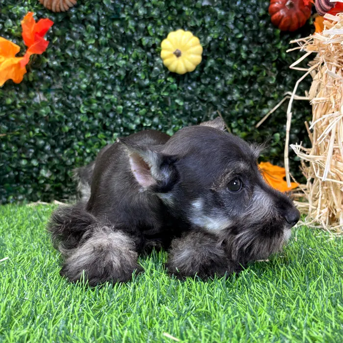 Male Mini Schnauzer puppy named Scottie for sale at Puppy Dreams - Wichita West.