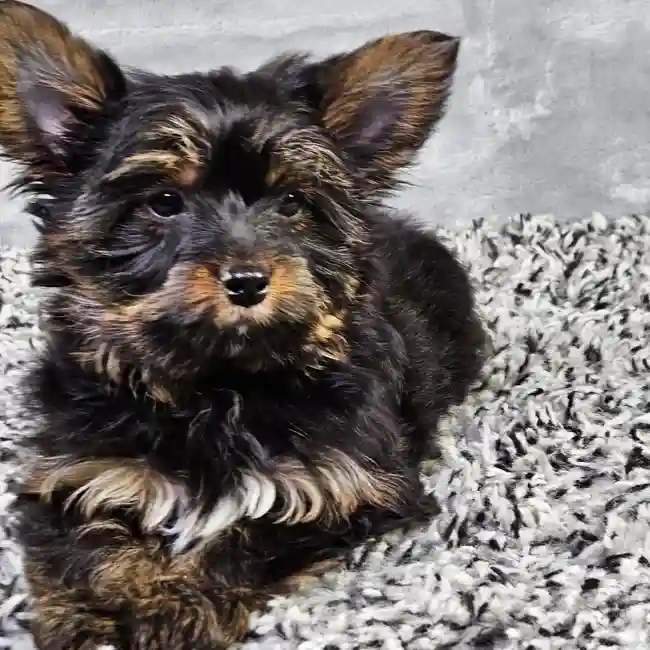 Male Yorkie puppy named Bear for sale at Puppy Dreams - Junction City.