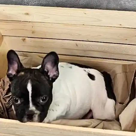 Male French Bulldog puppy named Elvis for sale at Puppy Dreams - Junction City.