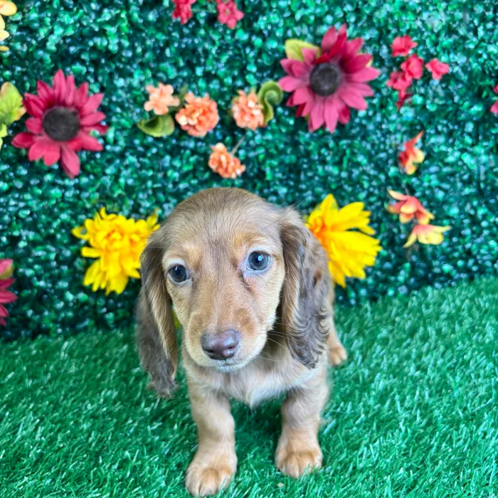 Female Mini Dachshund puppy named Dove for sale at Puppy Dreams - Junction City.