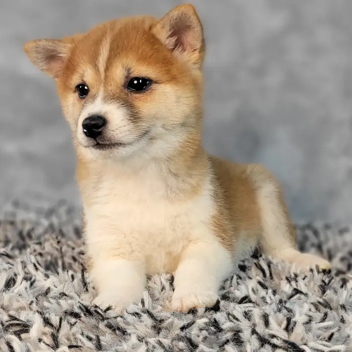 Female Shiba Inu puppy named Molly for sale at Puppy Dreams - Junction City.