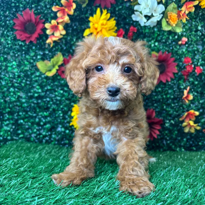 Male Shipoo puppy named Silas for sale at Puppy Dreams - Wichita West.