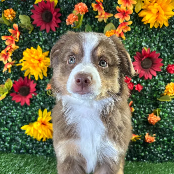 Female Mini Aussie puppy named Beauty for sale at Puppy Dreams - Wichita West.