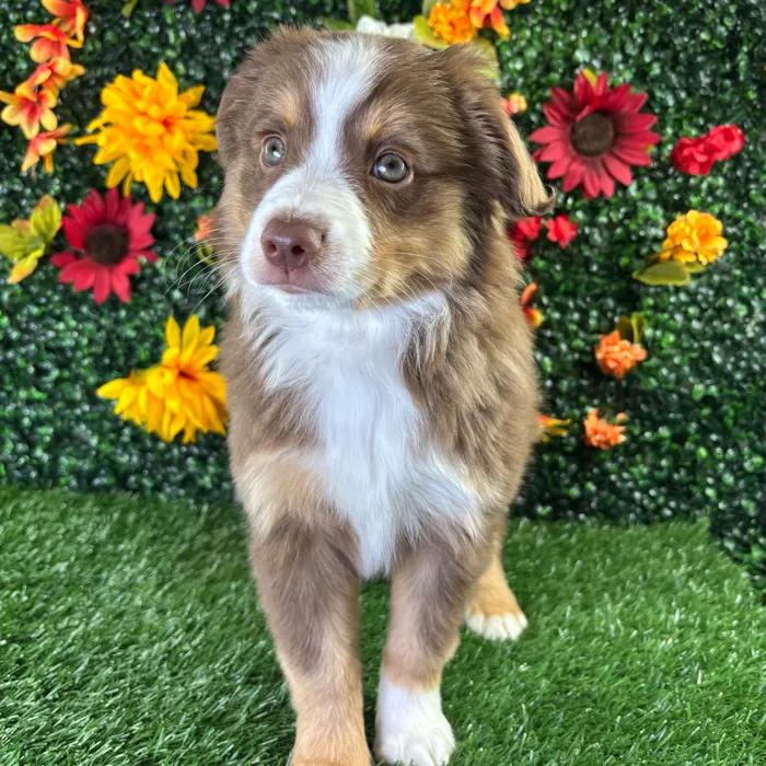 Female Mini Aussie puppy named Beauty for sale at Puppy Dreams - Wichita West.