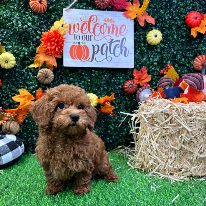 Female Mini Poodle puppy named Rose for sale at Puppy Dreams - Wichita West.