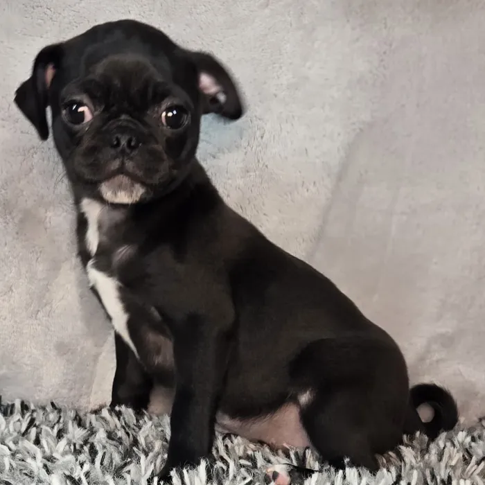 Female Pug puppy named Roo for sale at Puppy Dreams - Junction City.