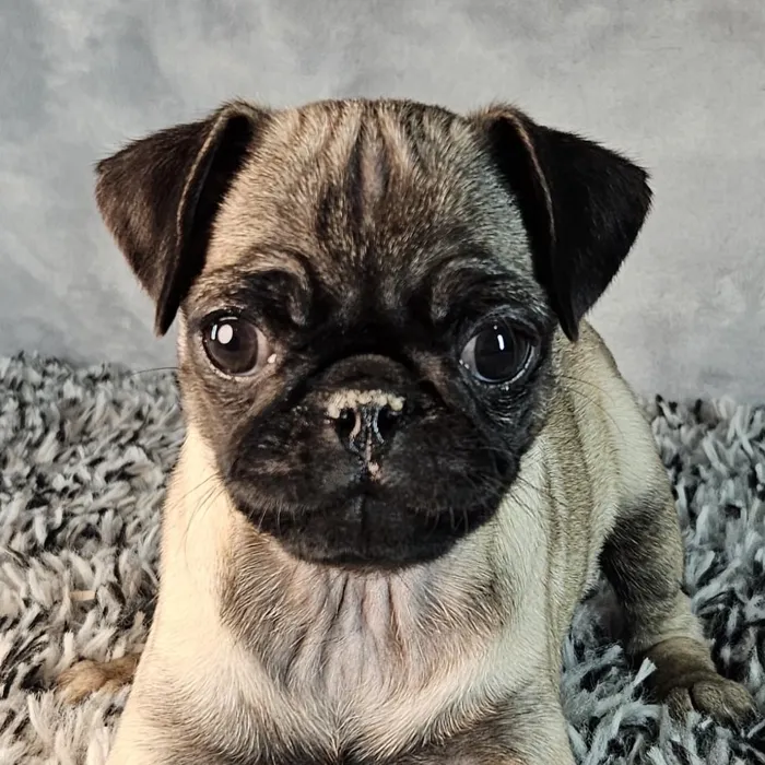 Female Pug puppy named Carly for sale at Puppy Dreams - Junction City.