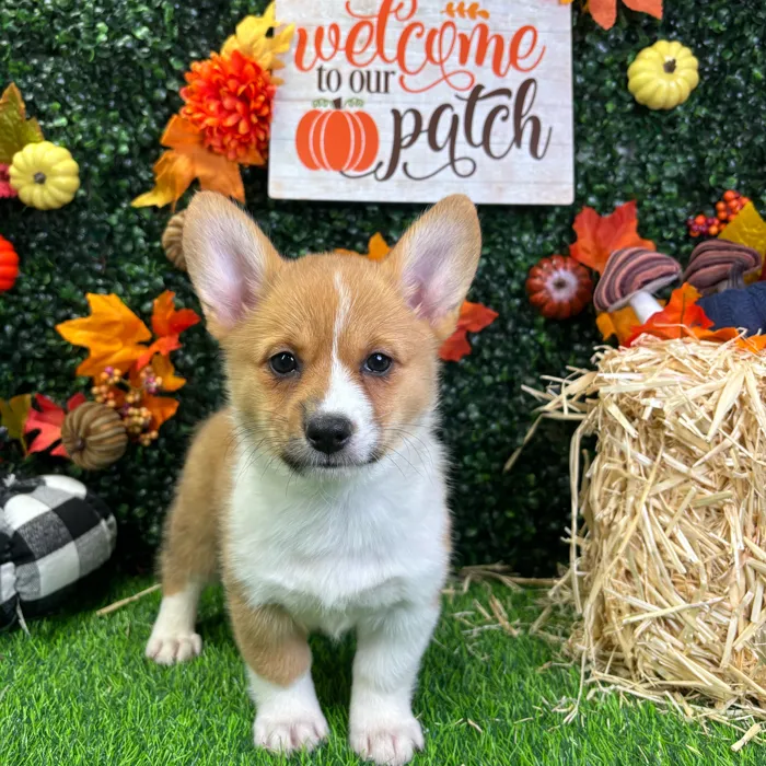 Female Pembroke Welsh Corgi puppy named Lilo for sale at Puppy Dreams - Wichita West.