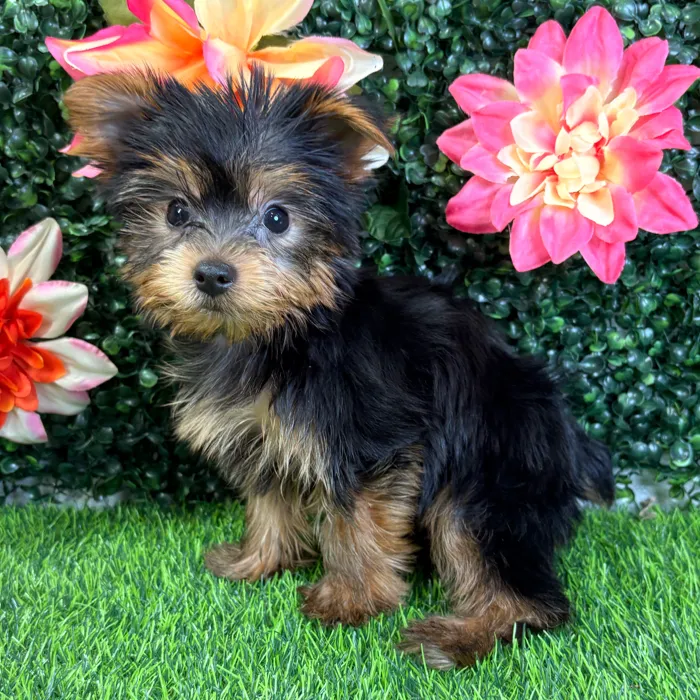 Male Yorkie puppy named Prince for sale at Puppy Dreams - Wichita West.