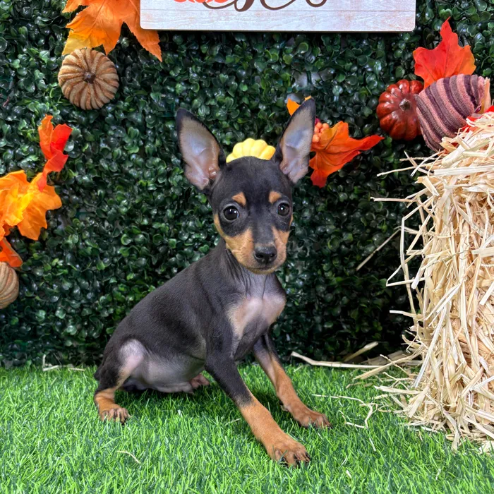 Male Min Pin puppy named Spike for sale at Puppy Dreams - Wichita West.