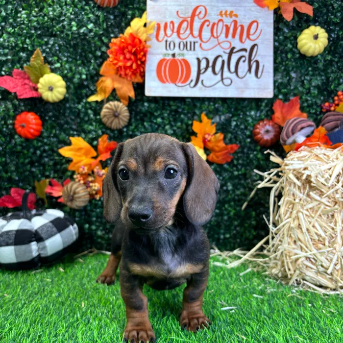 Male Dachshund puppy named Chester for sale at Puppy Dreams - Wichita West.