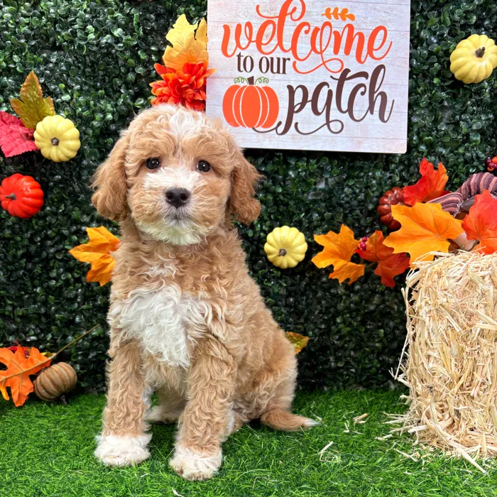 Male Mini Goldendoodle puppy named Boots for sale at Puppy Dreams - Wichita West.