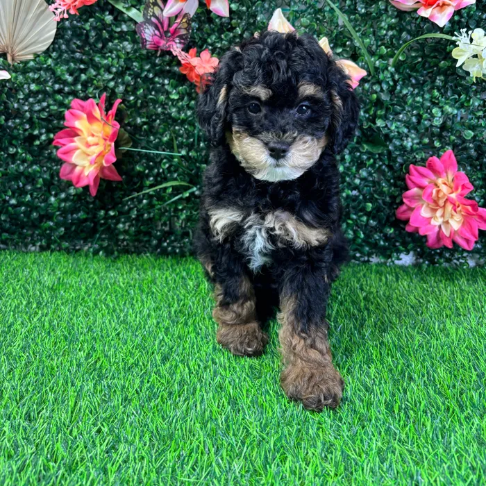 Female Bernedoodle Mini puppy named Harper for sale at Puppy Dreams - Junction City.