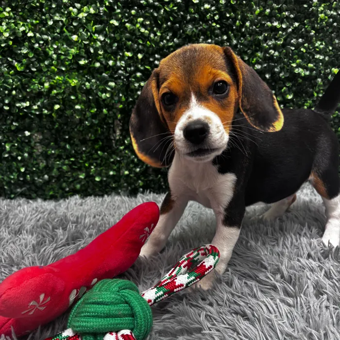 Male Beagle puppy named Benny for sale at Puppy Dreams - Wichita West.