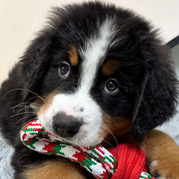 Male Bernese Mountain Dog puppy named Walter for sale at Puppy Dreams - Junction City.