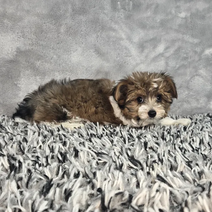 Male Parti Yorkie puppy named Chip for sale at Puppy Dreams - Junction City.