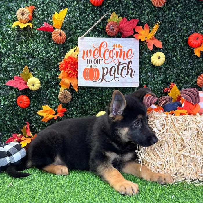 Male German Shepherd puppy named Buck for sale at Puppy Dreams - Wichita West.