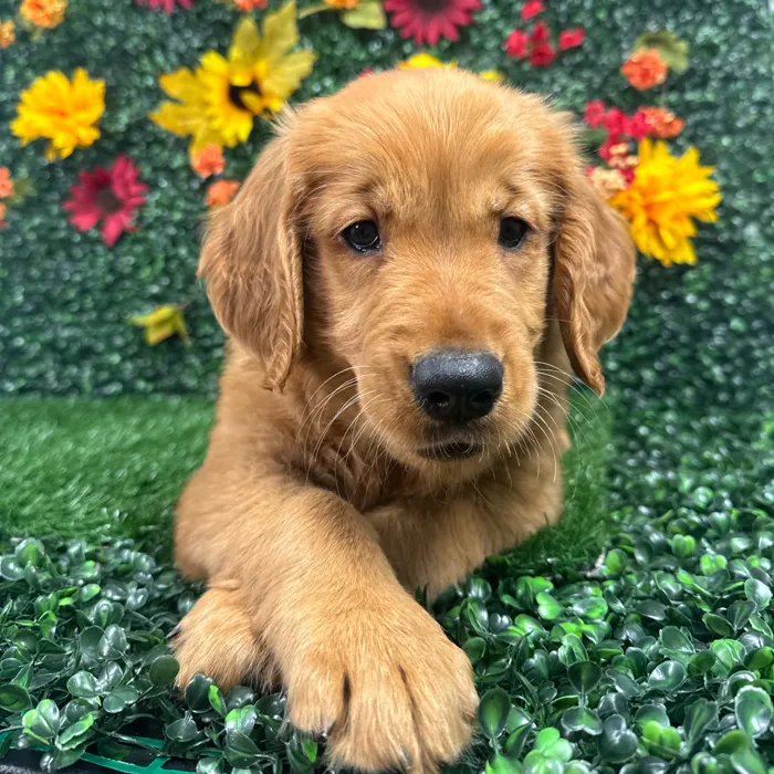 Female Golden Retriever puppy named Zara for sale at Puppy Dreams - Wichita West.
