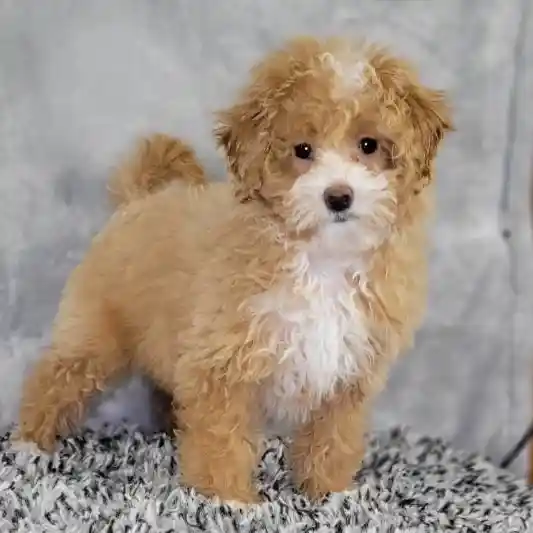 Female Bichon-Poodle puppy named Abbie for sale at Puppy Dreams - Junction City.
