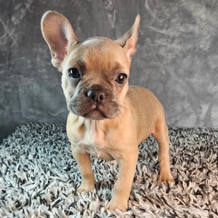 Female French Bulldog puppy named Violet for sale at Puppy Dreams - Junction City.