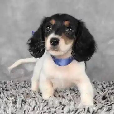 Male Dachshund puppy named General for sale at Puppy Dreams - Junction City.