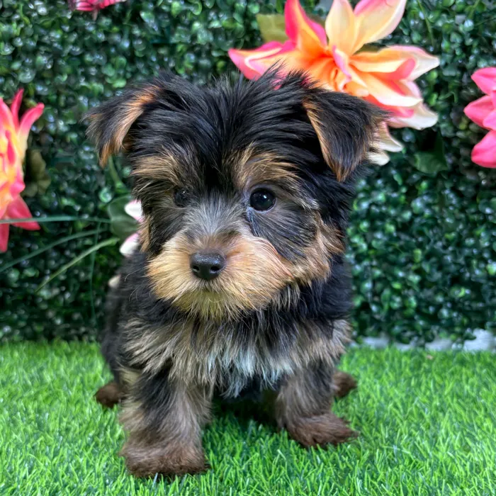 Male Yorkie puppy named Bowie for sale at Puppy Dreams - Wichita West.