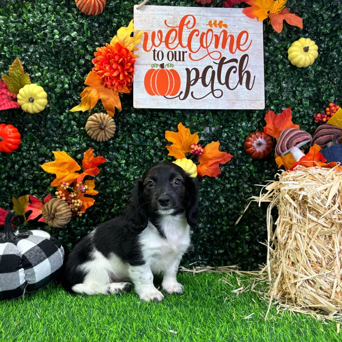 Female Dachshund puppy named Priya for sale at Puppy Dreams - Wichita West.