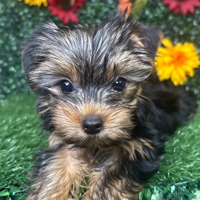 Female Yorkie puppy named Pebbles for sale at Puppy Dreams - Wichita West.
