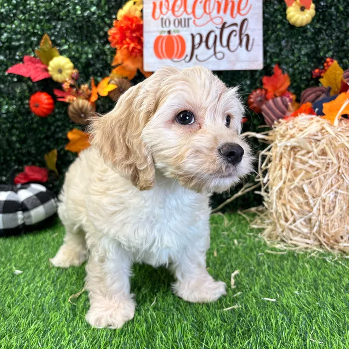 Male Cockachon puppy named Cider for sale at Puppy Dreams - Wichita West.