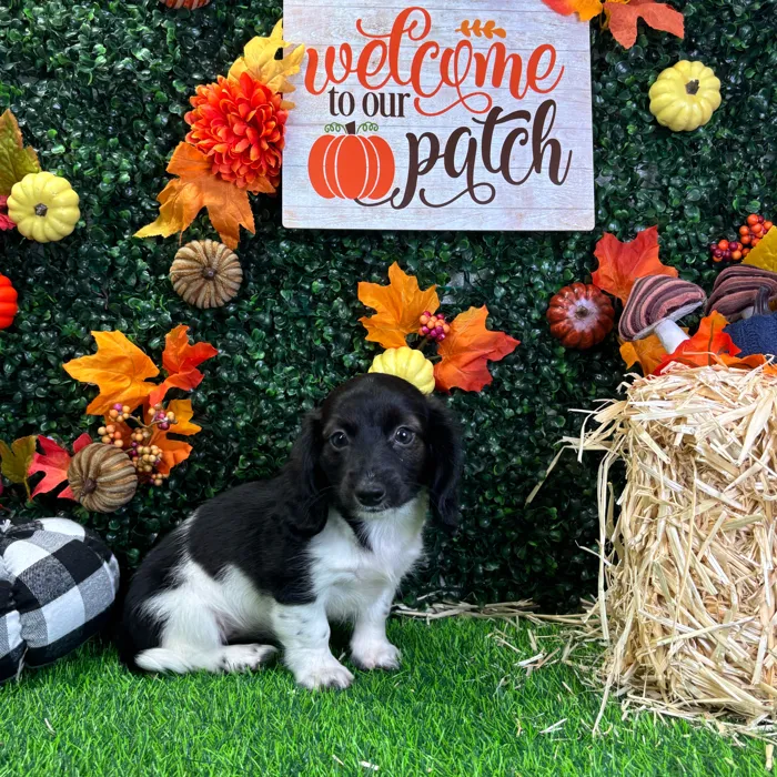 Female Dachshund puppy named Priya for sale at Puppy Dreams - Wichita West.