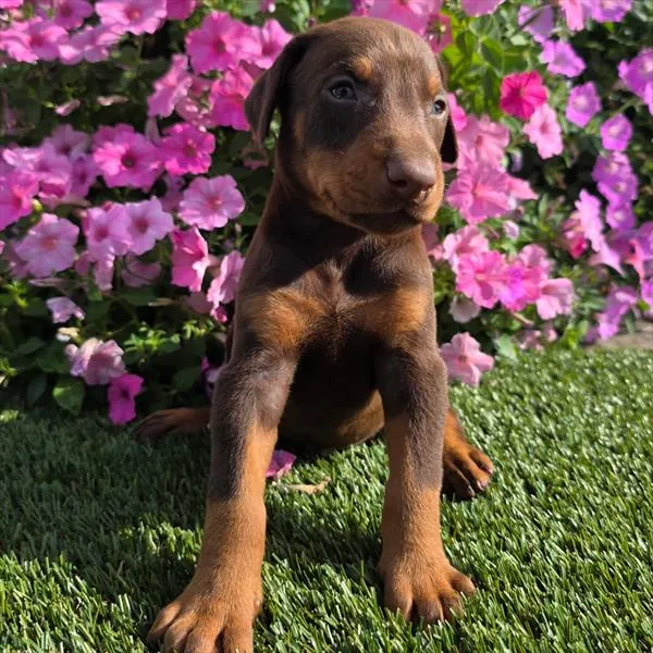 Male Doberman Pinscher puppy for sale at Puppy Dreams - Wichita West.