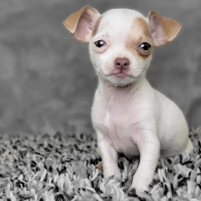 Male Chihuahua puppy named Jacob for sale at Puppy Dreams - Junction City.