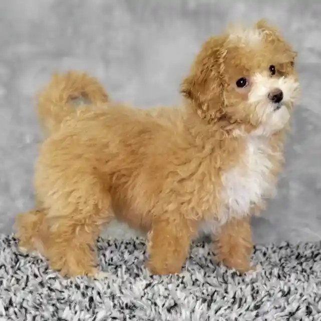 Female Bichon-Poodle puppy named Abbie for sale at Puppy Dreams - Junction City.