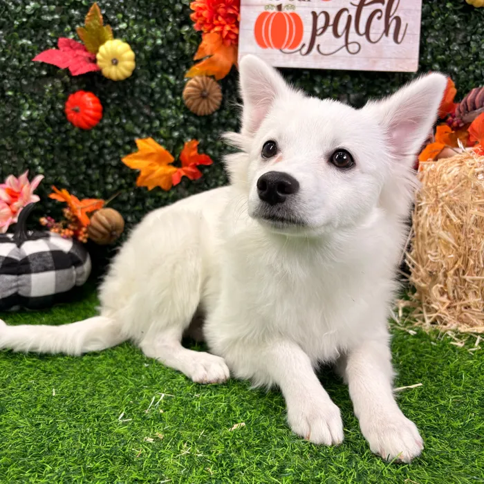 Female American Eskimo puppy named Blanca for sale at Puppy Dreams - Wichita West.