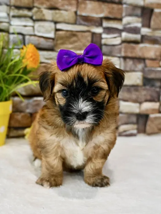 Female Morkie puppy for sale at Puppy Dreams - Wichita West.