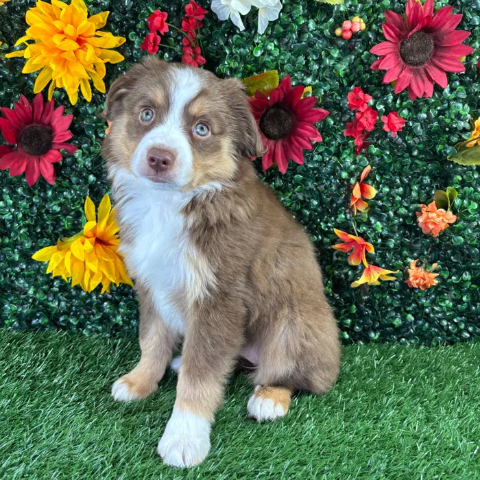Female Mini Aussie puppy named Beauty for sale at Puppy Dreams - Wichita West.
