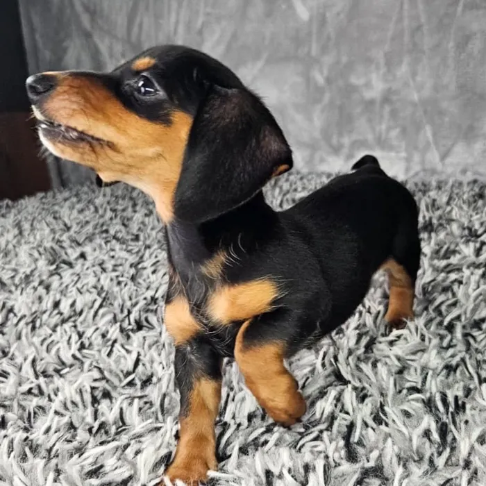 Female Dachshund puppy named Lola for sale at Puppy Dreams - Junction City.
