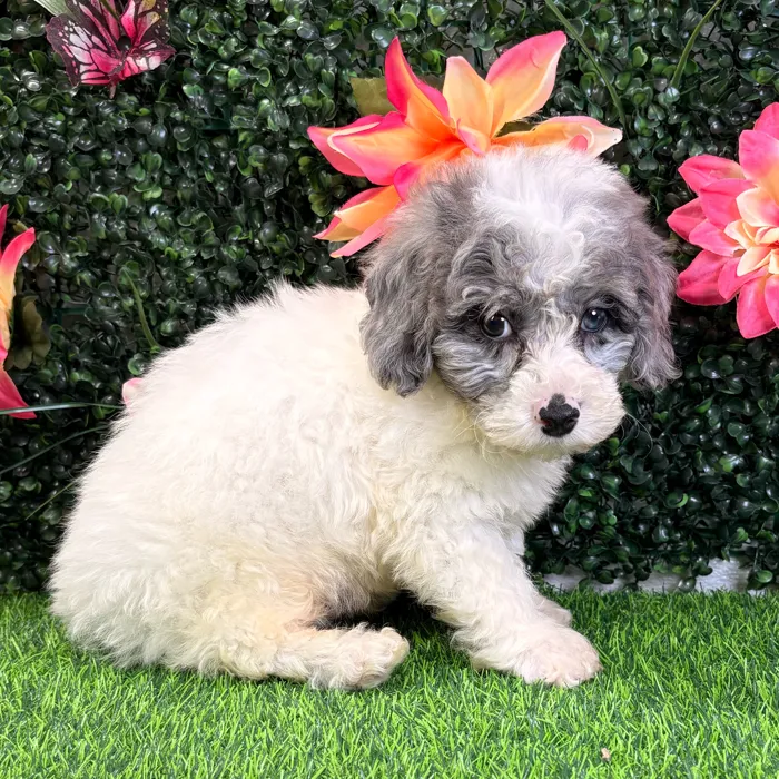 Male Bichon-Poodle puppy named Porter for sale at Puppy Dreams - Wichita West.