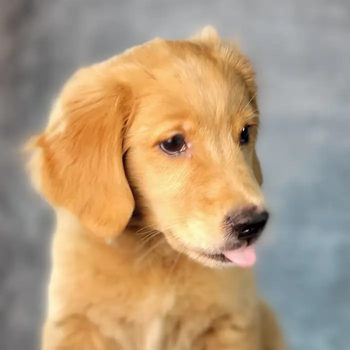 Male Golden Retriever puppy named Clay for sale at Puppy Dreams - Junction City.