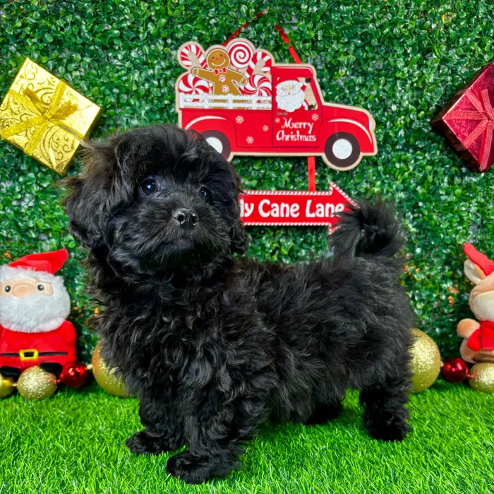 Male Shipoo puppy named Eclipse for sale at Puppy Dreams - Junction City.