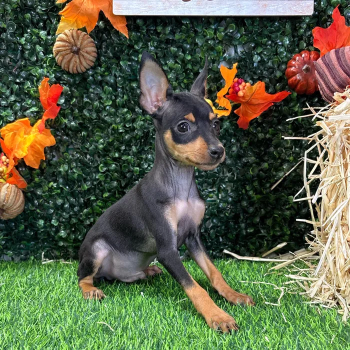 Male Min Pin puppy named Spike for sale at Puppy Dreams - Wichita West.