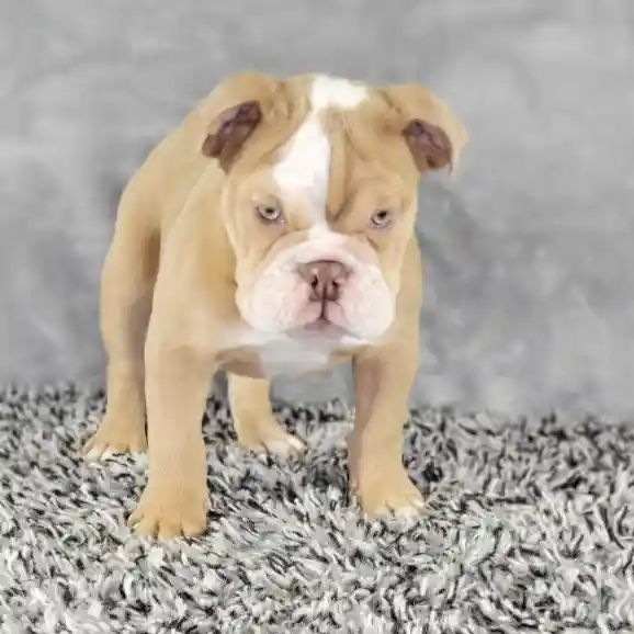 Male English Bulldog puppy named Tony for sale at Puppy Dreams - Junction City.
