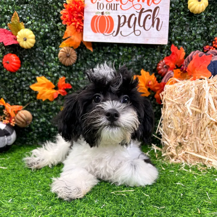 Male Shipoo puppy named Oreo for sale at Puppy Dreams - Wichita West.