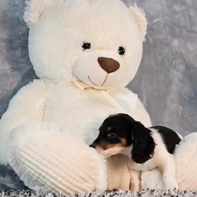 Male Dachshund puppy named General for sale at Puppy Dreams - Junction City.