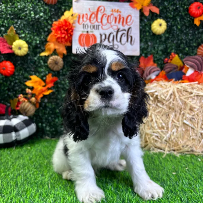 Male Cocker Spaniel puppy named Jerry for sale at Puppy Dreams - Wichita West.