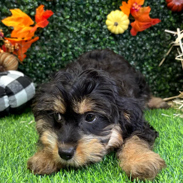 Female Mini Aussie Poo puppy named Millie for sale at Puppy Dreams - Wichita West.